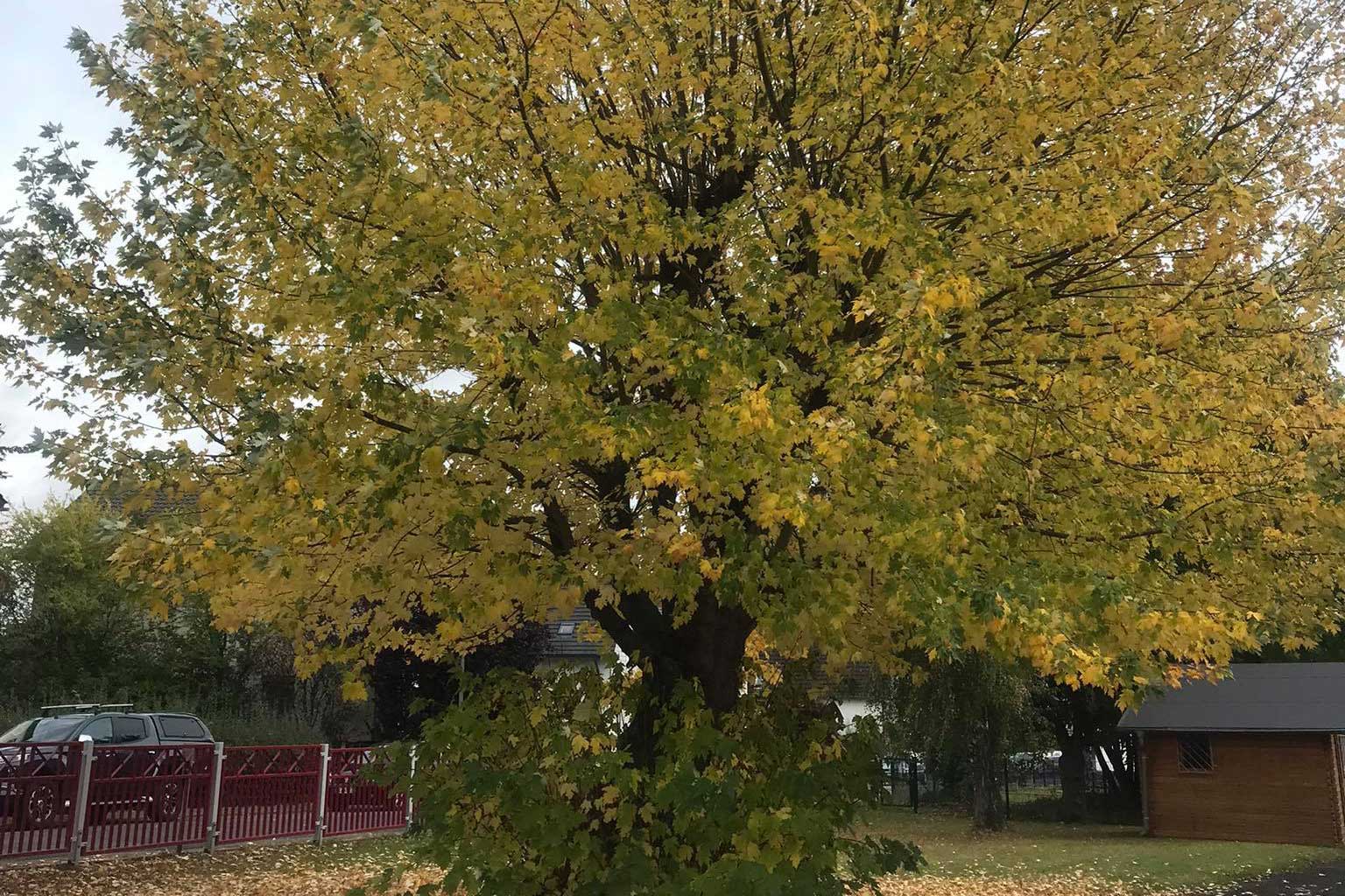 Die Farben der Blätter eines großen Baumes im Garten der ESTA wechseln von grün zu gelb