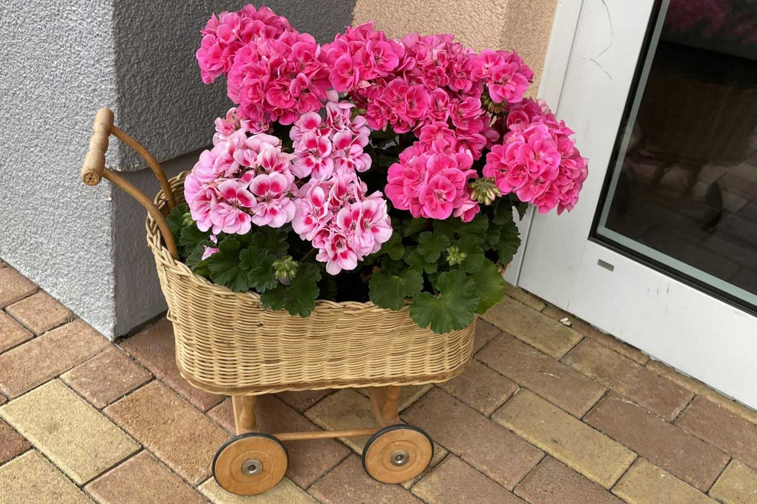 Ein geflochtener Puppenwagen ist mit rosa Geranien bepflanzt