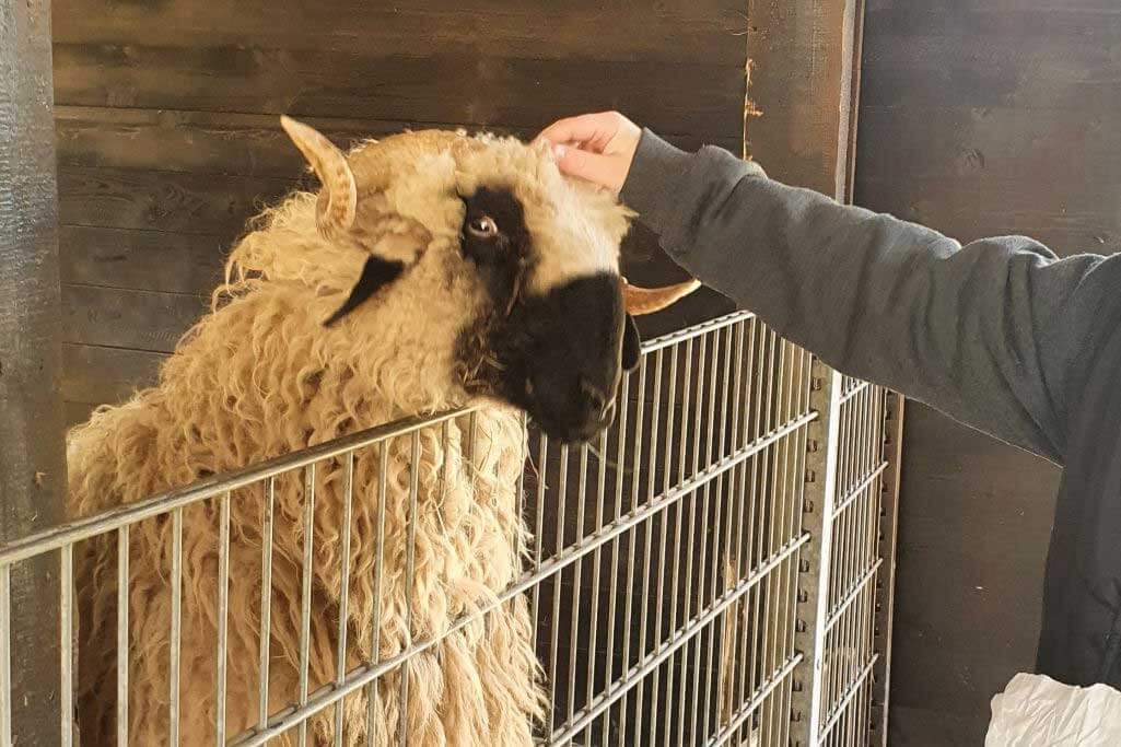 Ein Kind streichelt ein Schaf mit gedrehten Hörnern im Stall