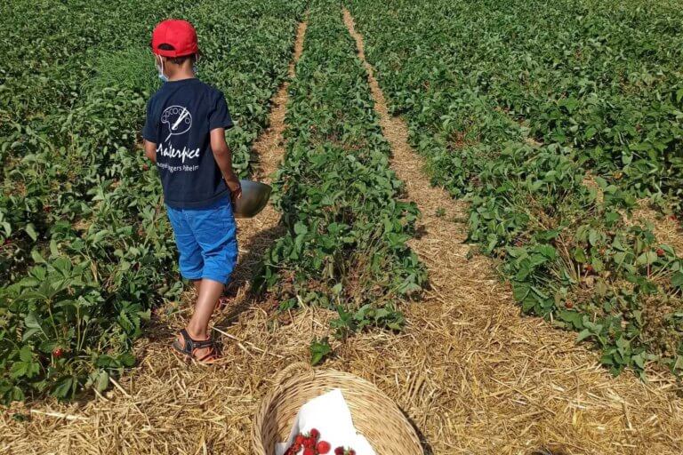 Erdbeeren soweit das Auge reicht und ein traumhaft sonniger Tag!