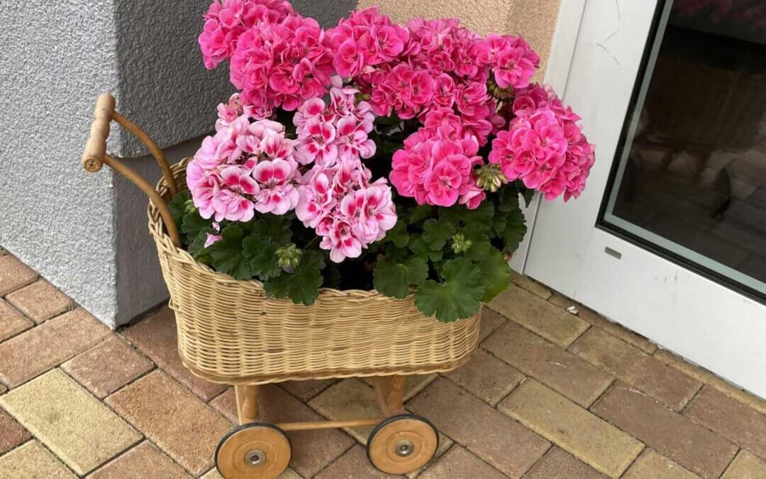 Es gibt doch nichts, was sich nicht mit bunten Blumen 🌺🌻 bepflanzen und verschönern lässt.