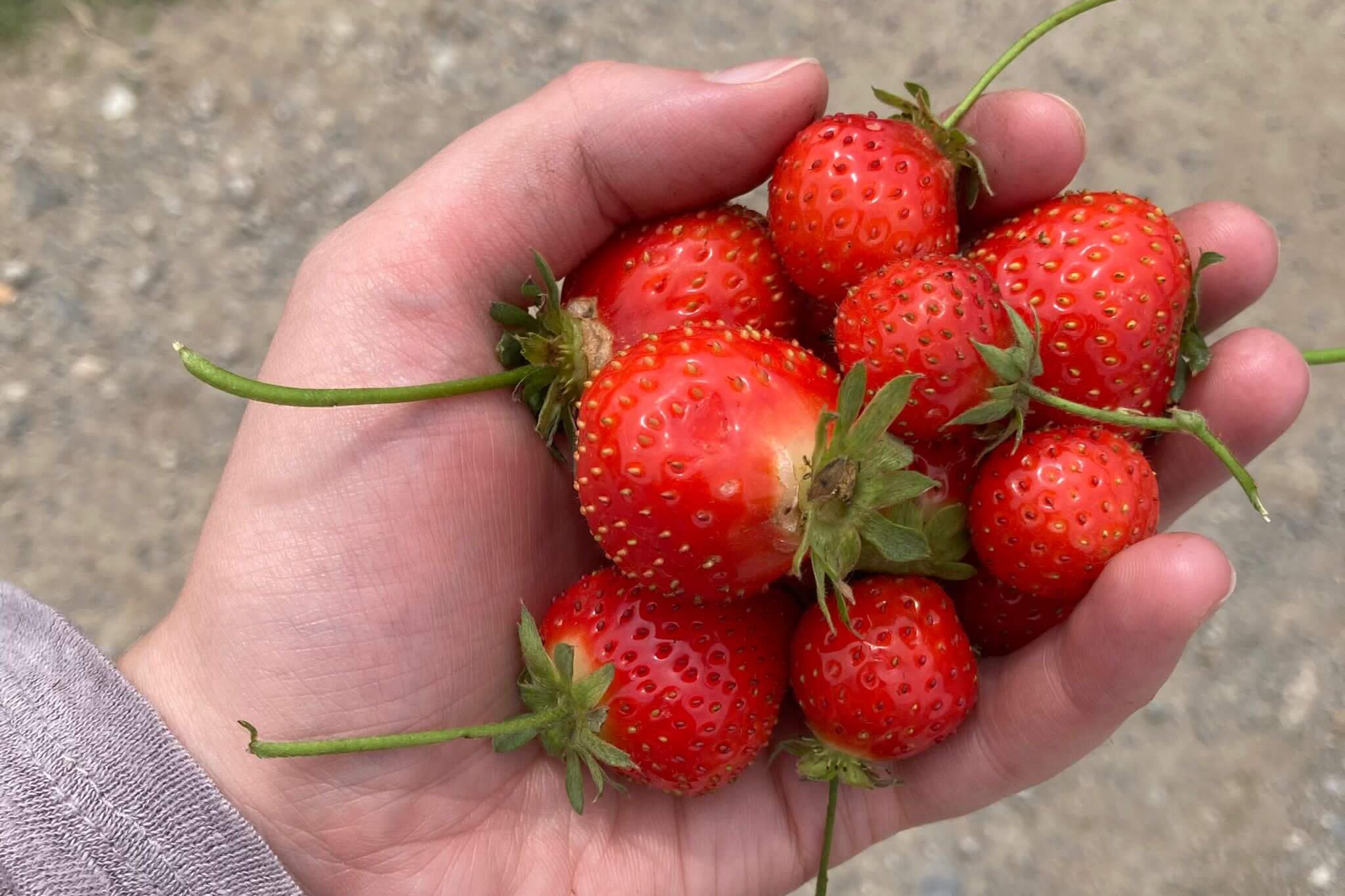 Eine Kinderhand voller frischer Erdbeeren